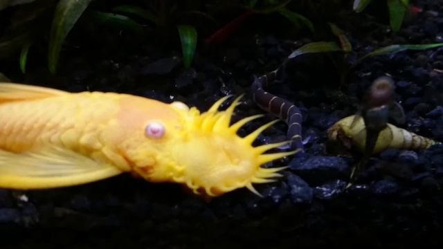 Жёлтый анциструс, хозяин аквариума смотреть онлайн