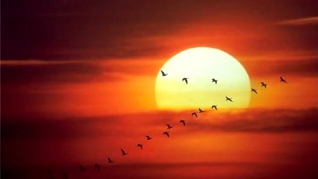 The Cranes are Flying (Zhuravli.avi) смотреть онлайн