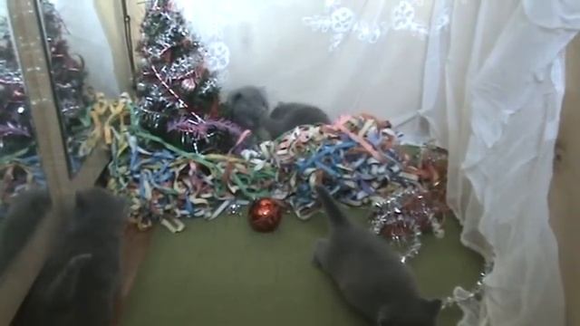 Новогодние помощники. Британские котята. смотреть онлайн