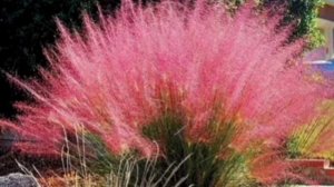 Мюленбергия