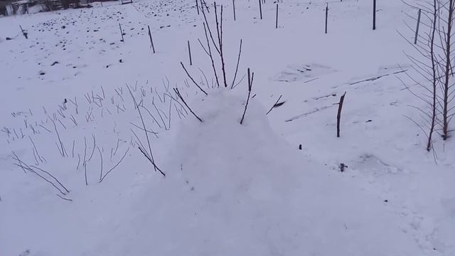 Спасаем персики от мороза