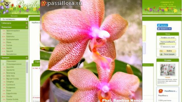 Phal Bamboo Nancy смотреть онлайн