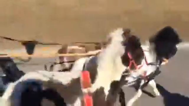 Заездка мини лошадей в тройку смотреть онлайн
