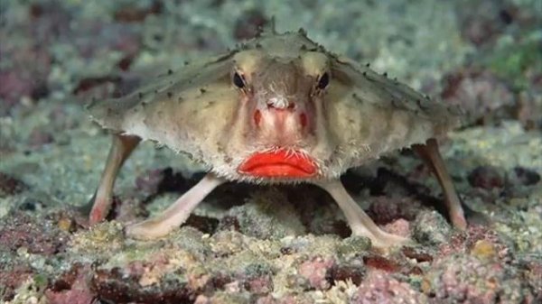 НЕОБЫЧНЫЕ ЖИВОТНЫЕ ПЛАНЕТЫ Unusual Animal Planet