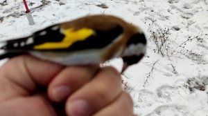 Ловля щегла, ловля чижа. Певчие лесные птицы. зима_сезон ловли но птицы совсем нет.