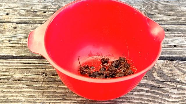 ??МОНТБРЕЦИЯ - миниатюрный гладиолус! Проста в уходе, великолепна в срезе смотреть онлайн