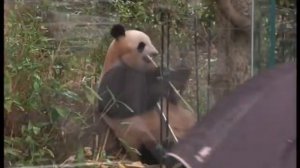 Японский зоопарк.mpg