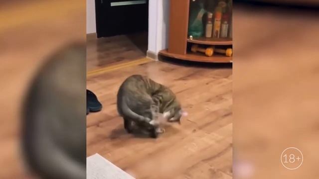 Самые лучшие животные приколы 2021 смотреть онлайн