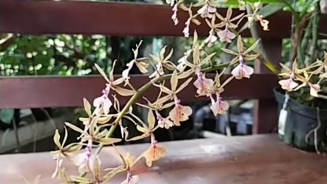 Epidendrum Stamfordianum