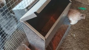 ПРИ ТАКОМ УХОДЕ ЗА КУРАМИ-НЕСУШКАМИ БУДЕТ ПОСТОЯННАЯ ЯЙЦЕНОСКОСТЬ |   ПЕРЕЯРКА И МОЛОДОЙ ПЕТУХ