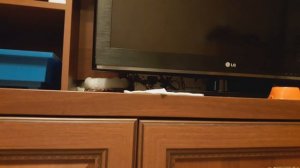 О плюсах содержания бурундуков дома