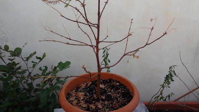 Dawn Redwood (Metasequoia Glyptostroboides) bonsai tree in winter смотреть онлайн