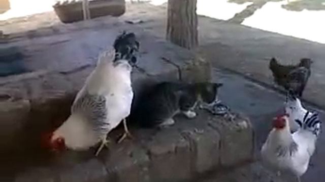Кот Вася и наглые петухи в борьбе за еду.../Cat "Vasya" fight bold-faced cocks for eating... смотреть онлайн