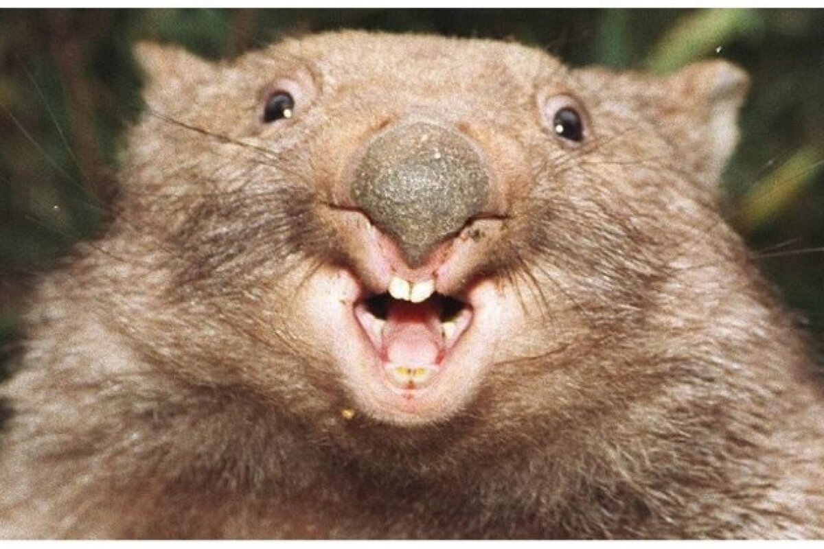 ВОМБАТ , WOMBAT - ФОНК ВОМБАТ , PHONK WOMBAT ,袋熊