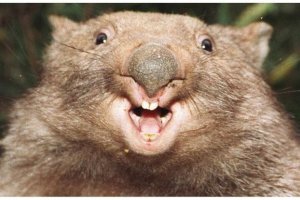 ВОМБАТ , WOMBAT - ФОНК ВОМБАТ , PHONK WOMBAT ,袋熊