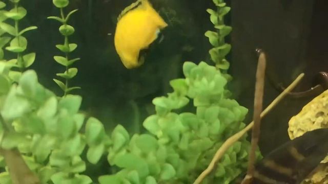 Мастацембел Арматус (Mastacembelus Armatus)