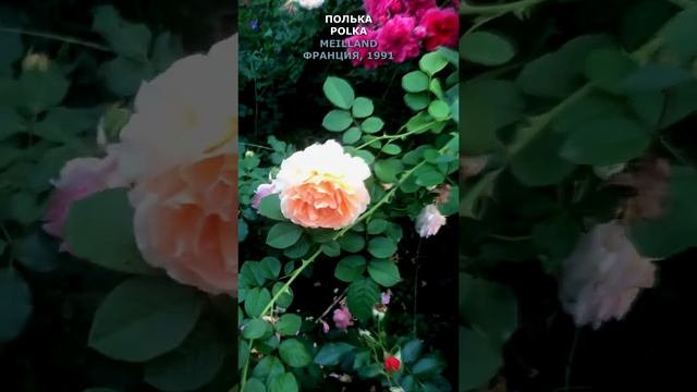 Роза Полька в моем саду 15.09.21.Polka Rose in my garden. Meilland, Франция, 1991. #shorts, смотреть онлайн