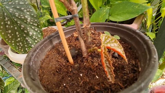 BLACK PRINCE RUBBER PLANT & ANGEL WING BEGONIA WATER PROPAGATION UPDATES смотреть онлайн