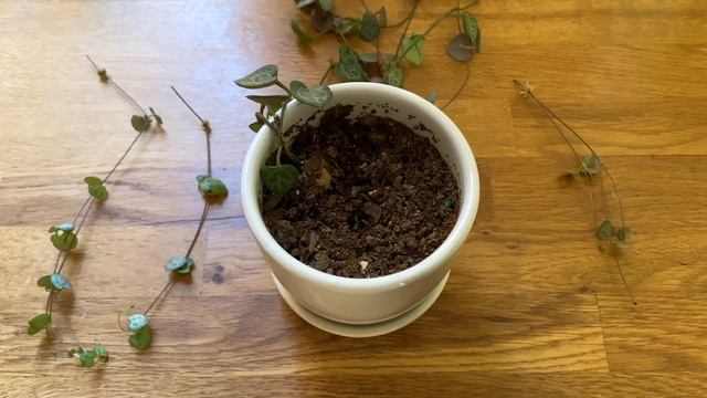 Plantas De Interior - Suculenta Ceropegia Woodii (Cuidados Y Propagación) ???