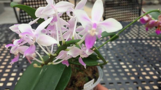 ЦВЕТЕНИЕ Phal. Equestris Wild Selected и Phal. Joy Fairy Tale!!! смотреть онлайн