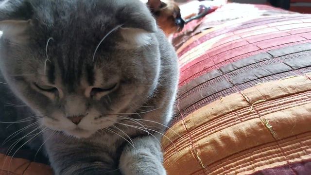 Боня высказал Страшиле всё, что о нём думает. смотреть онлайн
