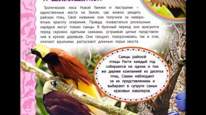 Животные джунглей. 12 часть. Райские птицы и шалашники