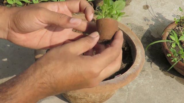 Mimulus Flower , Mimulus Plant Care , Beautiful Winter Flowers