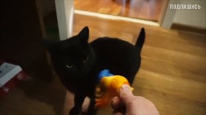 Пес под старость лет решил перевернуть квартиру. Приколы с животными / SANISHOW