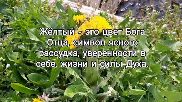 Странный одуванчик ? Жёлтый цвет Бога Отца ?? Символ ясного рассудка