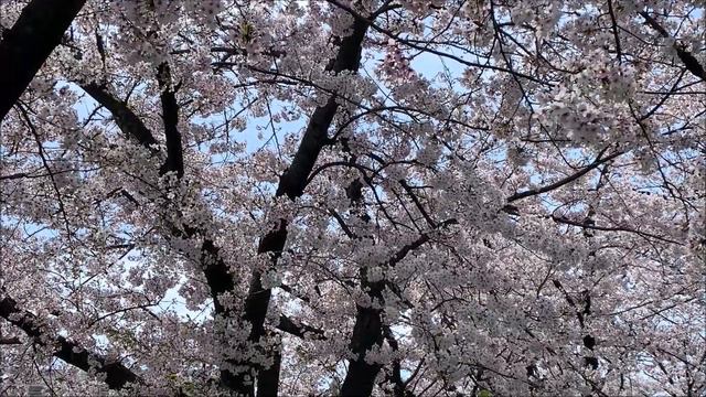 武庫川に咲くライラックとうぐいすの音 смотреть онлайн