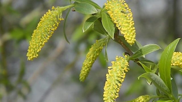 Salix alba смотреть онлайн
