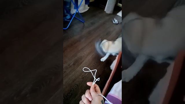 Кто-же съел зарядку? 🤔 смотреть онлайн