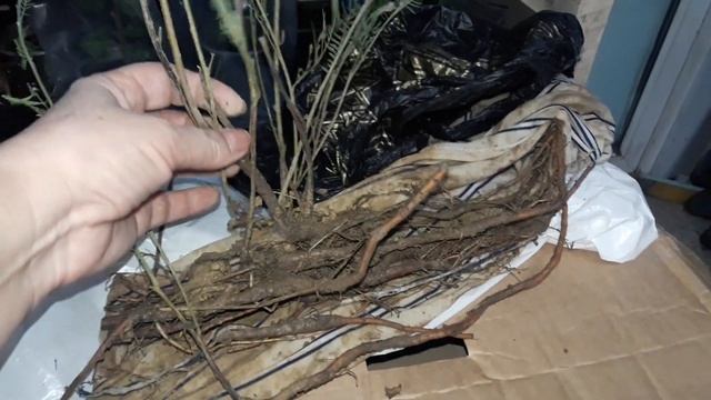 Мимоза или акация серебристая. Посылка с саженцами мимозы. смотреть онлайн
