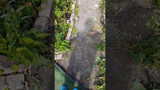 Дача день за днем. Садовые дорожки своими руками. Мои эксперименты. смотреть онлайн