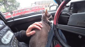 Кошку ТОШНИТ и РВЁТ. Рвота кормом/пеной/водой после каждой еды несколько дней.Глисты? Кошкин влог