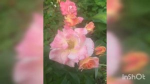 Роза Мишель Серро 29 июня 2020 г.