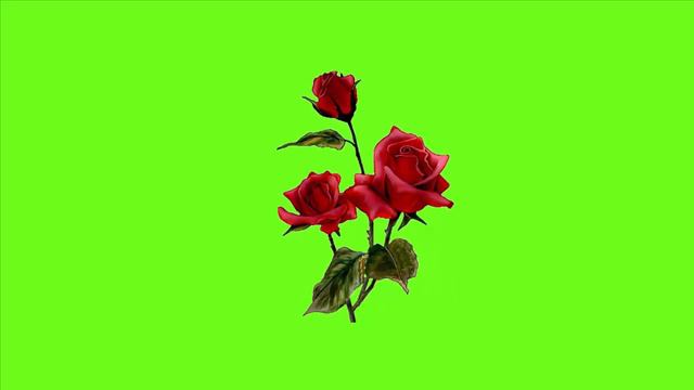 Футаж на хромакее розы смотреть онлайн