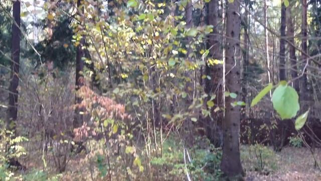 Отличный участок 15 соток в сосновом лесу смотреть онлайн