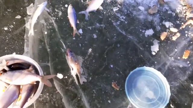 рыбалка на реке хопёр ловля белой рыбы!!!! смотреть онлайн