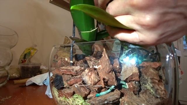 28#14 / Хобби-Цветы / ПЕРЕСАДКА ОРХИДЕЙ. КАКИЕ УДОБРЕНИЯ ИСПОЛЬЗУЮ. #3 смотреть онлайн