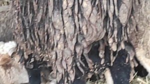 СЕГОДНЯ ЗАБОЙ БАРАНОВ ЦЕНЫ НА БАРАНИНУ / БАРАНЫ КАК БИЗНЕС