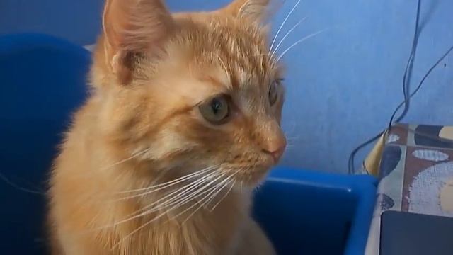 кот и ноут))) смотреть онлайн