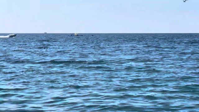 Дельфины в Черном море 🌊 🐬 смотреть онлайн