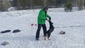 Щенок немецкой овчарки 4 месяца