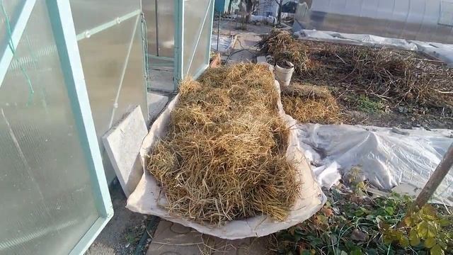 Укрытие винограда на зиму в теплице. смотреть онлайн