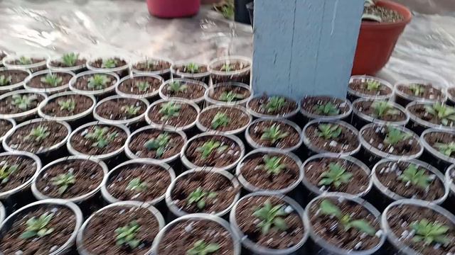 -35. Развитие корней. смотреть онлайн