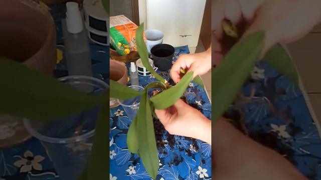 Орхидея онцидиум без корней. Попытка спасения. смотреть онлайн