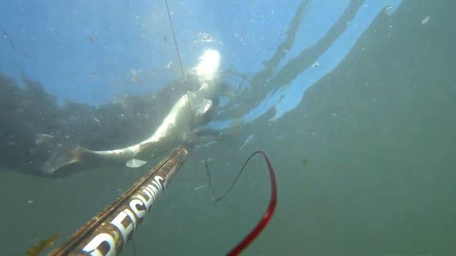 ЛОБАН / КЕФАЛЬ Подводная охота / SPEARFISHING
