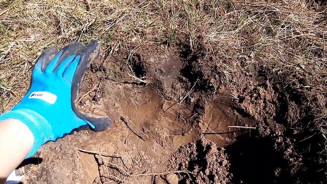 Высаживаю черешню Ипуть и Ревна, яблоню Кандиль Орловский, грушу Августовская роса в сосновом лесу смотреть онлайн