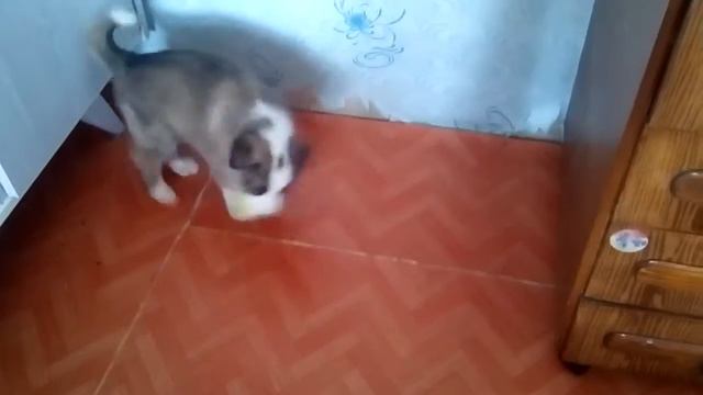 Дитя любви. Алабай+Маламут 19 Марта 2017 смотреть онлайн